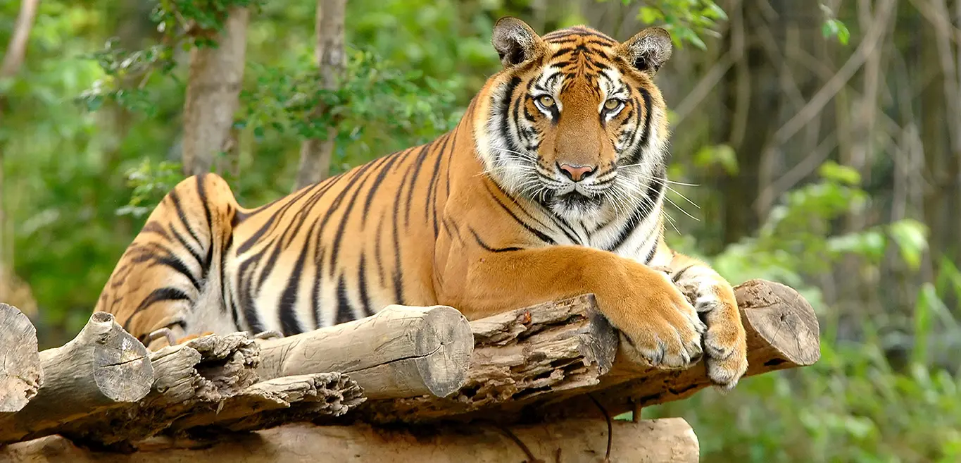 A tiger staring at the camera