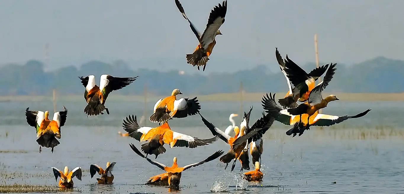 Migratory birds flying over rice fields