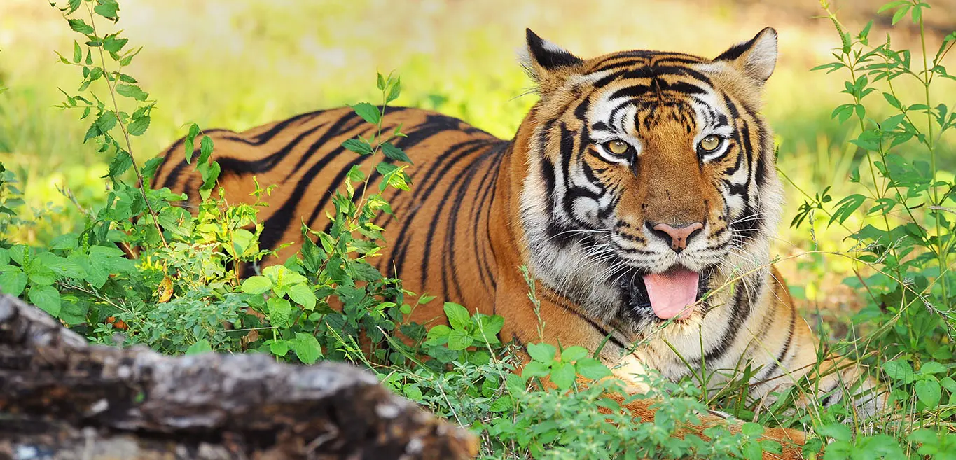 Tiger sitting in bushes in Ranthambore National Park