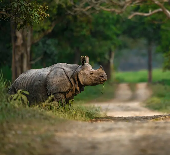 Rhino at Manas National Park